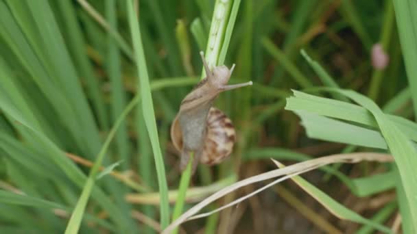 Close Apple Snail Moving Rice Field — ストック動画