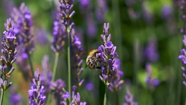 Honey Bee Bumblebee Flying Beautiful Lavender Blossom Flowers Background Blur — Vídeo de Stock