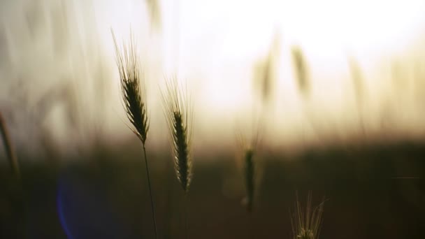 Oat Grain Cereals Seed Flower Blossom Background Blur Bokeh Sunlight — Vídeo de stock