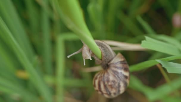 Close Apple Snail Moving Rice Field — Stock video