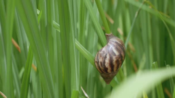 Close Apple Snail Moving Rice Field — Stok video