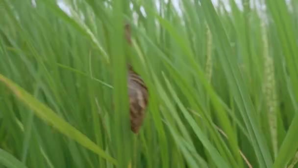 Close Apple Snail Moving Rice Field — Stock Video