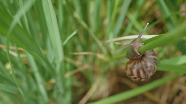 Close Apple Snail Moving Rice Field — Wideo stockowe