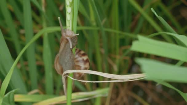 Close Apple Snail Moving Rice Field — Stock videók