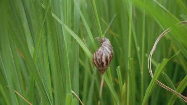 Close Apple Snail Moving Rice Field — Stok video