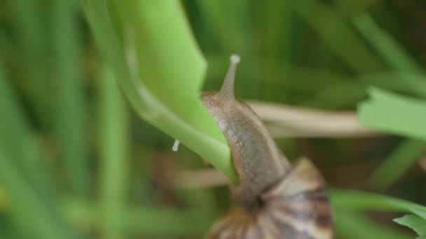 Close Apple Snail Moving Rice Field — Stock video