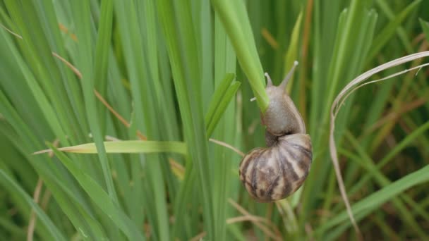 Close Apple Snail Moving Rice Field — Stock Video