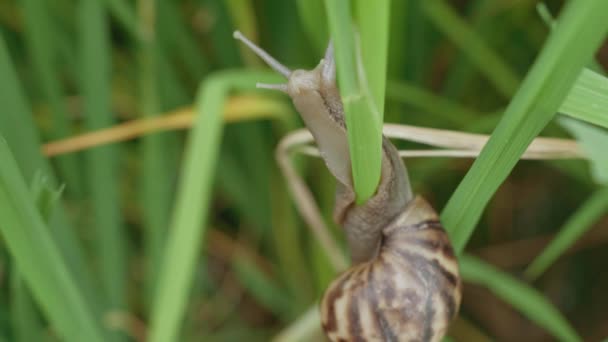 Close Apple Snail Moving Rice Field — Stock video