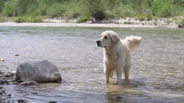Labrador Retriever Standing Shallow Water River Close — Stockvideo