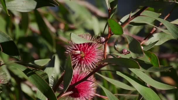 Three Bees Climbing Hakea Laurina Plant Daytime Sunny Maffra Victoria — Stock Video