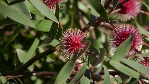 Slow Motion Bee Flying Hakea Laurina Plant Daytime Sunny Maffra — Video Stock