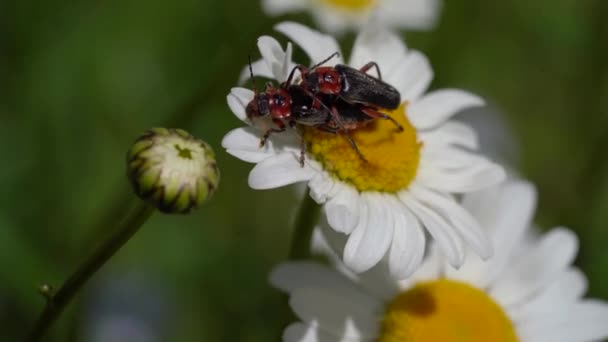 Cantharis Fusca Mating Daisy Flower Close — Wideo stockowe