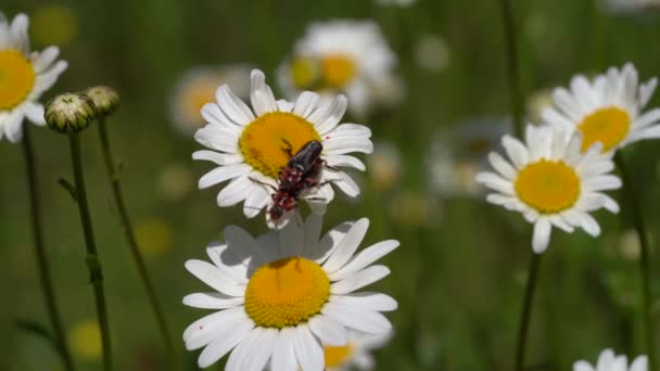 Ζευγάρι Cantharis Εκτρέφεται Λουλούδια Daisy Στο Πεδίο Κλείσε — Αρχείο Βίντεο