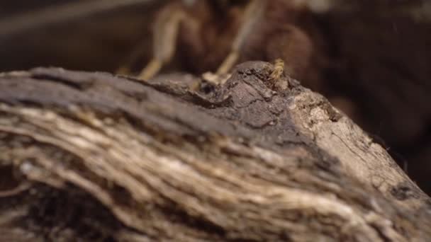 Macro Shot Female Giant Peacock Moth Creepy Hairy Legs Crawling — 图库视频影像