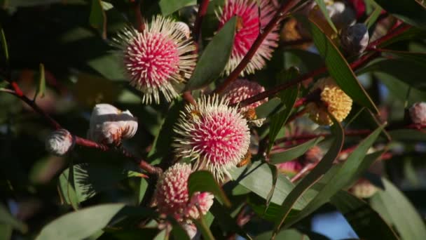 Bees Climbing Flying Hakea Laurina Plant Daytime Sunny Maffra Victoria — 图库视频影像