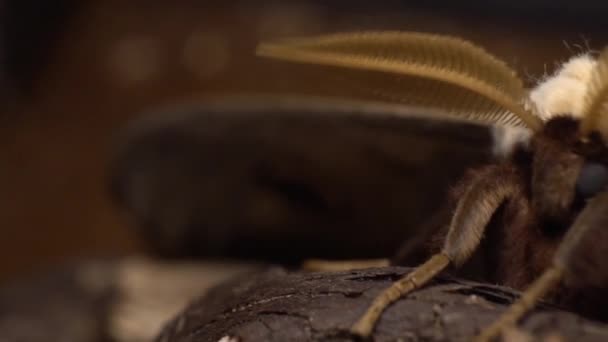 Great Peacock Moth Saturnia Pyri Sitting Wood Macro Slider Shot — Stok video