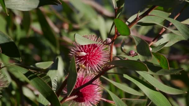 Bee Climbing Hakea Laurina Plant Flies Away Daytime Sunny Maffra — Video Stock