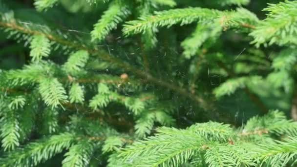 Spider Sits Its Web Tree Swaying Wind — Vídeo de Stock