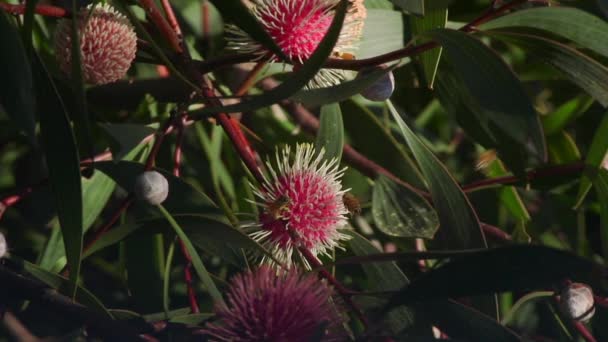 Bees Climbing Hakea Laurina Plant Collecting Pollen Daytime Sunny Maffra — Wideo stockowe