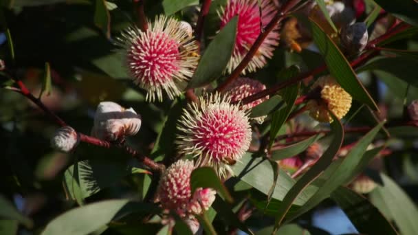 Bees Flying Climbing Hakea Laurina Plant Daytime Sunny Maffra Victoria — 图库视频影像