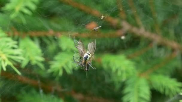 Close Spider Feeding Its Entangled Prey — Vídeo de Stock