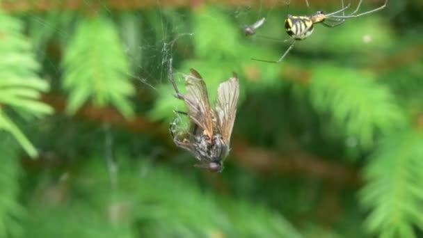 Close Dead Fly Entangled Spiders Web Spider Nearby — Stockvideo