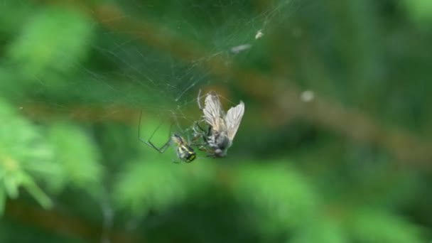 Close Spider Crawling Checking Out Its Entangled Prey — Stock videók