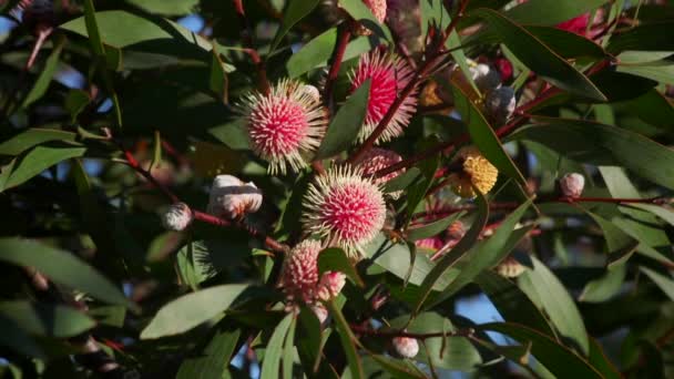 Μέλισσες Πετώντας Γύρω Από Hakea Laurina Plant Daytime Sunny Maffra — Αρχείο Βίντεο