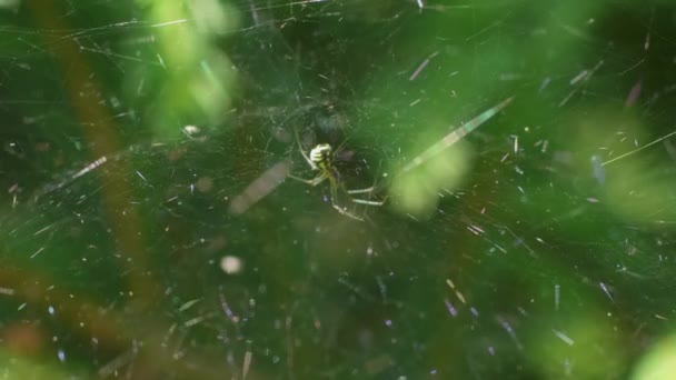 Spider Sitting Its Web Sunlight Reflecting Delicate Threads — Stockvideo