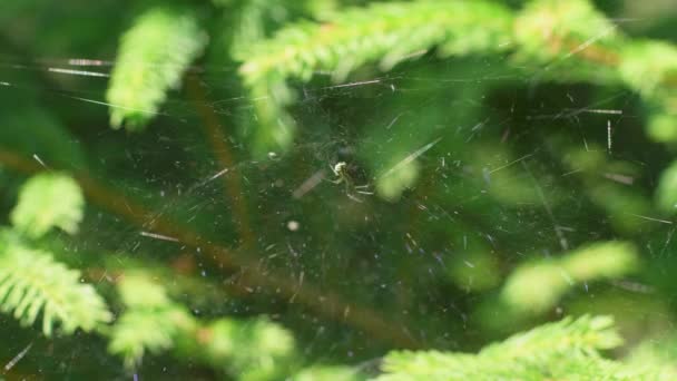 Spider Sitting Its Web Suddenly Lunging Something Camera — Vídeo de Stock