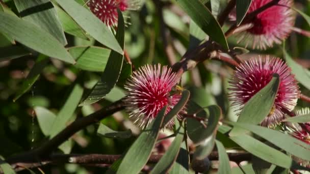 Bee Flying Hakea Laurina Plant Daytime Sunny Maffra Victoria Australia — Stockvideo