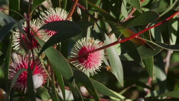 Bee Pollen Legs Landing Hakea Plant Daytime Sunny Maffra Australia — Video Stock