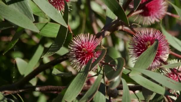 Lots Bees Flying Hakea Laurina Plant Daytime Sunny Maffra Victoria — Stockvideo
