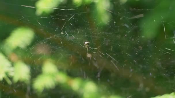 Close Spider Its Web Making Movements Its Front Legs — Stock video