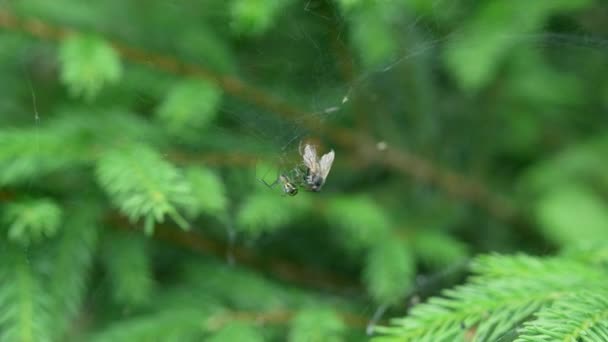 Spider Crawling Checking Out Its Entangled Prey — Vídeo de stock