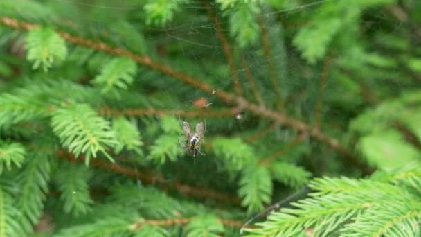 Spider Feeding Its Entangled Prey — Stockvideo