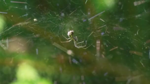 Close Spider Its Web Produzindo Seda Aranha — Vídeo de Stock