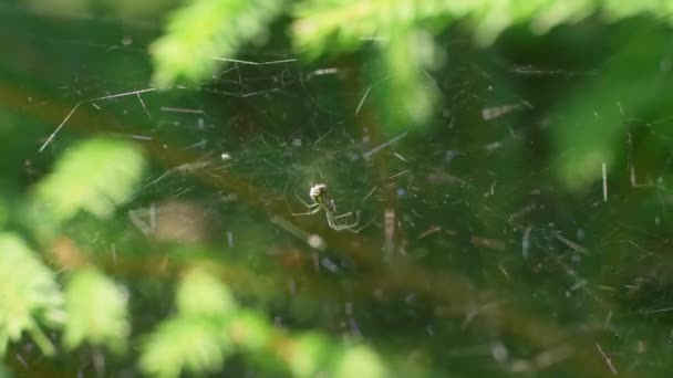List Weaver Spider Sedí Jeho Webu Web Odrážející Sluneční Světlo — Stock video