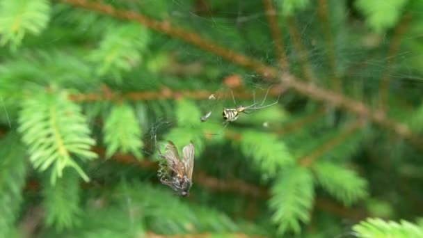 Filmy Dome Spider Assoit Dans Toile Côté Proies Empêtrées — Video