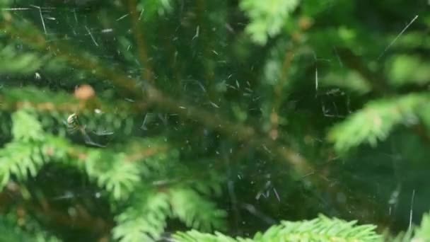 Close Spider Esperando Sua Teia Balançando Vento — Vídeo de Stock