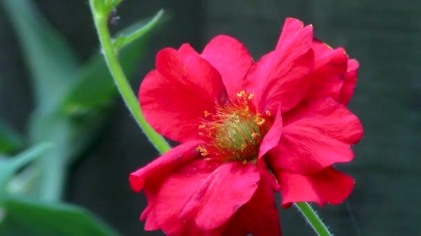 Geum Flower Growing English Country Garden — Vídeos de Stock