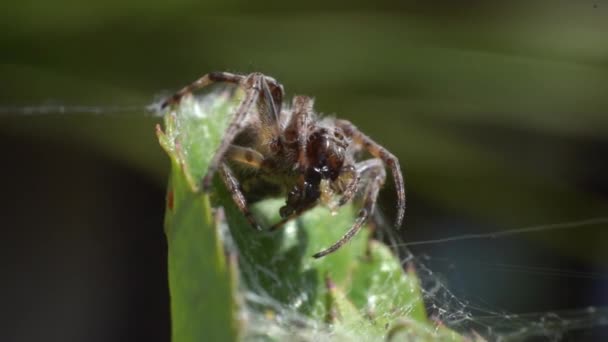 Spider Plant Eating Its Prey Макросы — стоковое видео