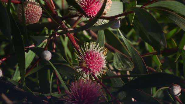 Lots Bees Climbing Flying Hakea Laurina Plant Collecting Pollen Daytime — Video Stock