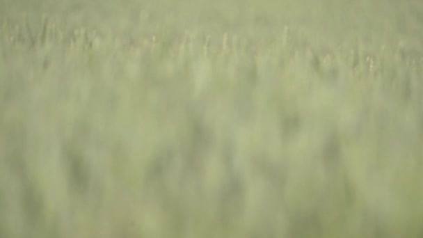 Стійка Фокус Зелені Зернові Культури Пшениці Переміщуються Вітром Пшеничному Полі — стокове відео