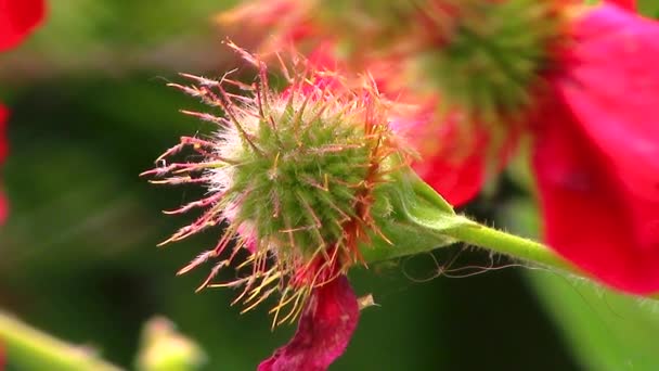 Closeup Spiky Seed Head Geum Red Flower — Stockvideo