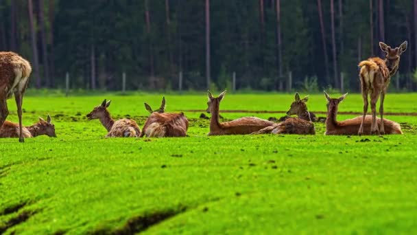 Herd Deers Walking Grazing Lying Grassland Forest Timelapse — ストック動画