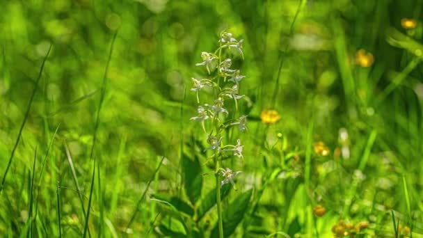 Green Platanthera Orchidoideae Orchidaceae Wild Nature Grass — Vídeo de Stock