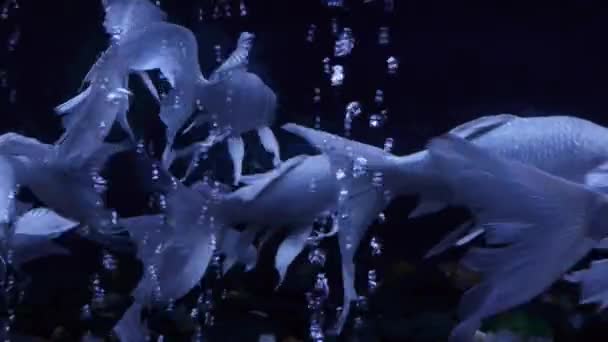 Carpa Branca Oriental Com Barba Nadando Aquário Com Iluminação Bolhas — Vídeo de Stock