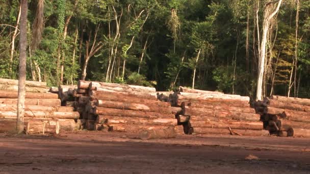 Stacks Logs Amazon Rainforest Deforestation Impacts Environment — ストック動画