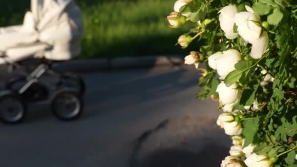 Woman Baby Stroller Walking White Rose Bush Windy Day — Vídeo de Stock